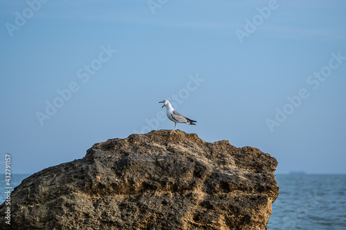 Seagull sits on a stone against the blue sky. Seabird on the rock