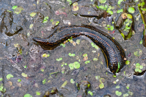 Photos Black Leech Hirudo Medicinalis Bloodsucker Parasite at Swamp Macro