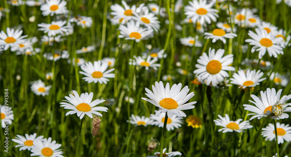 Margeriten (Leucanthemum x superbum) weiß-gelben Blüten auf Feld und Wiese Nahaufnahme Margeriten (Leucanthemum x superbum) weiß-gelben Blüten auf Feld und Wiese Nahaufnahme