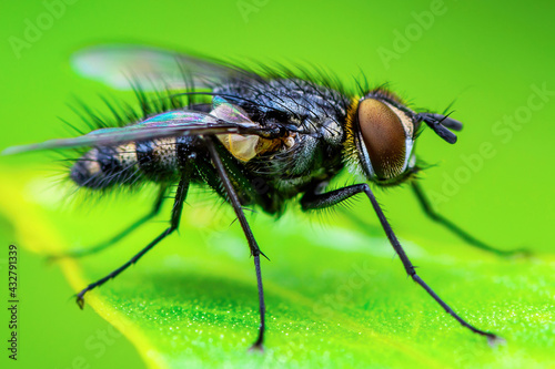 Exotic Tropical Drosophila Fruit Fly Diptera Parasite Insect on Plant Leaf Macro