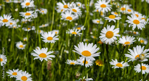 Margeriten  Leucanthemum x superbum   wei  -gelben Bl  ten auf Feld und Wiese  Nahaufnahme 