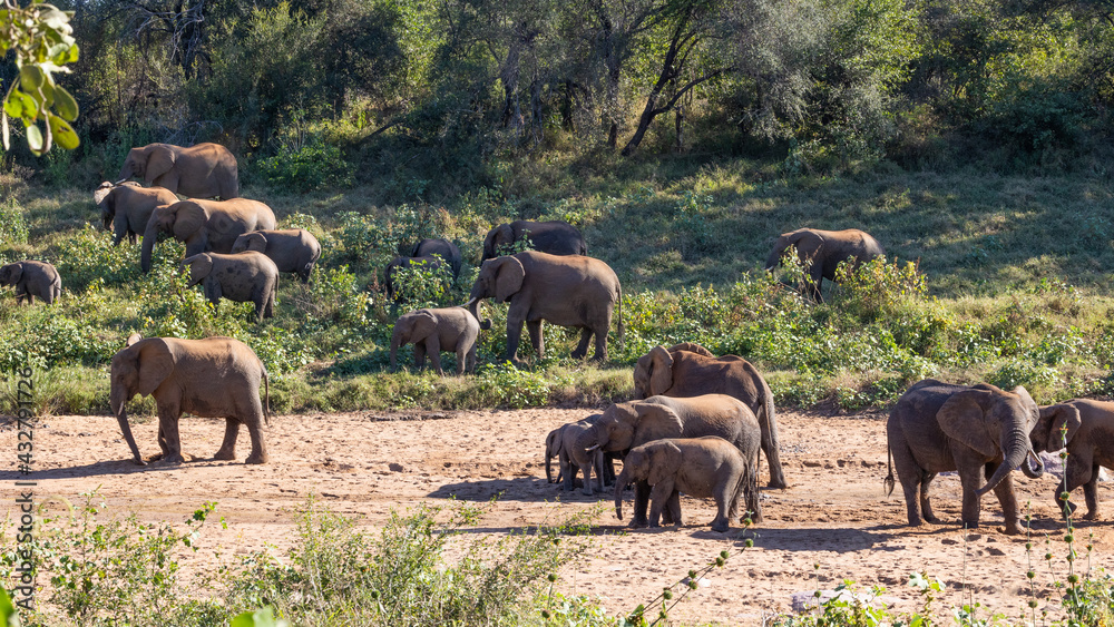 Breeding herd of African elephants 