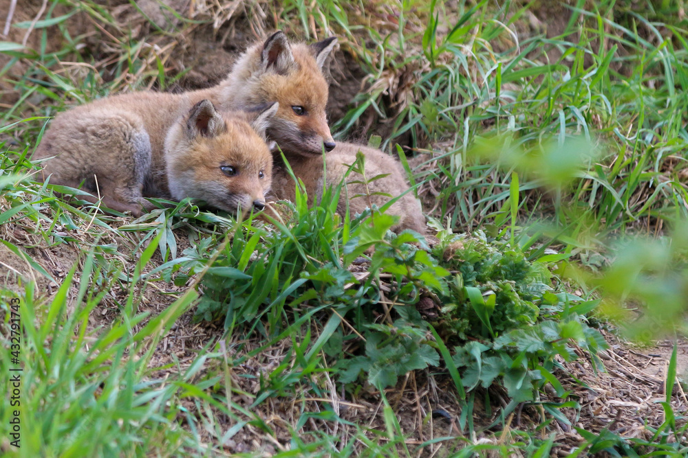 young fox (vulpes vulpes) of a few weeks old discovering the world and practicing his hunting skills to survive in the big world. young fox (vulpes vulpes) of a few weeks old discovering the world and practicing his hunting skills to survive in the big world.