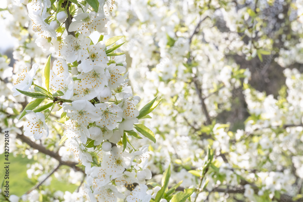 white flowers of a blooming apple tree white flowers of a blooming apple tree