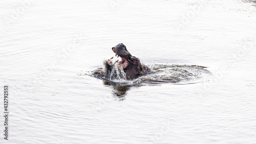 Hippo playing in the waterhole