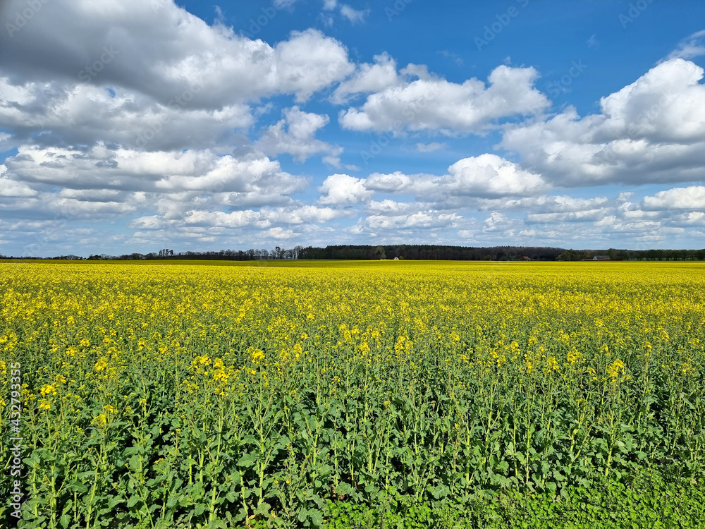 Obraz premium Blick auf ein sommerliches Rapsfeld in Mecklenburg Vorpommern