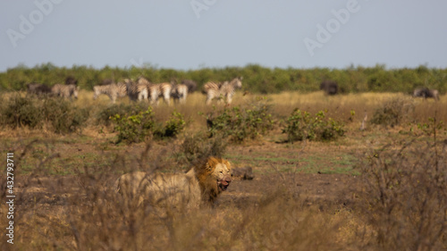 Male lion with blood on his face