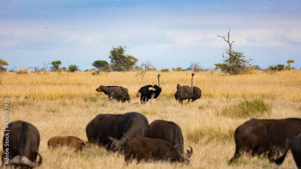 a group of ostriches in the wild