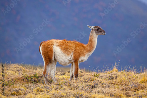 Portrait of a Guanaco (Lama guanicoe) in the moumtains, Torres del Paine national park, Chile