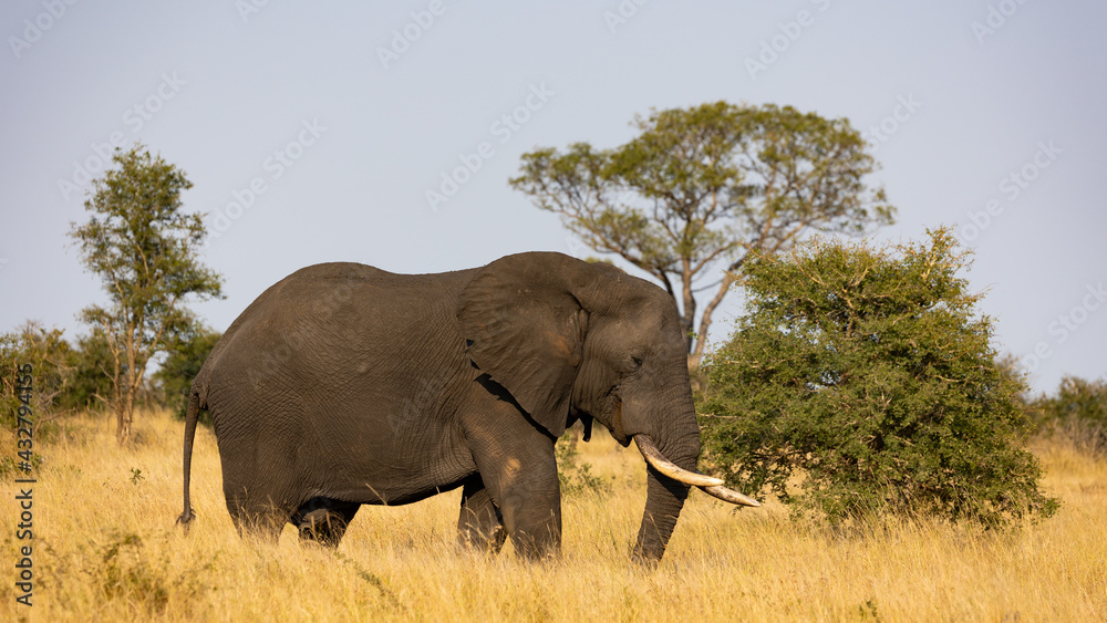 African elephant bull in the wild