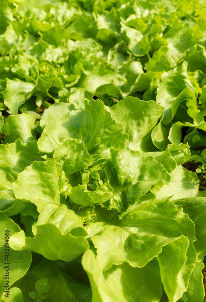 Close up picture of organic lettuce plantation, selective focus. Close up picture of organic lettuce plantation, selective focus.