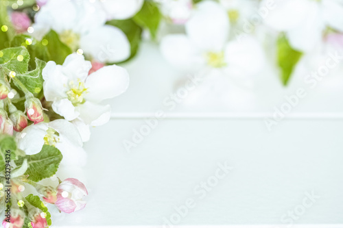 frame of apple tree flowers. apple tree flowers and branches on a white background top view. spring background with apple tree flowers.