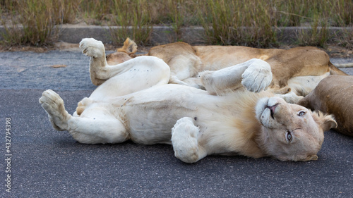 Canvas Print white lion rolling in the road