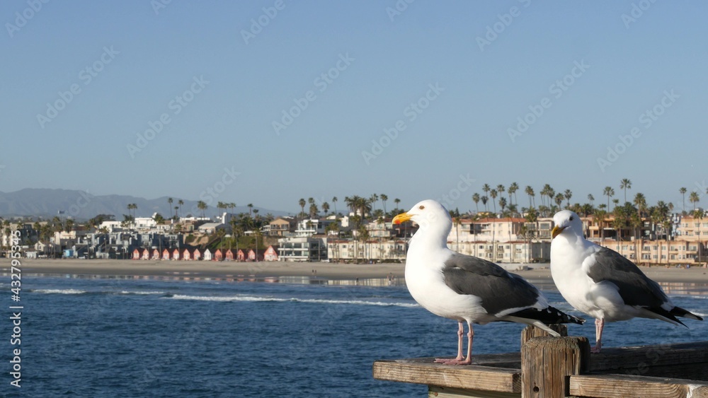 Seagull on wooden pier railings. Bird close up and palm trees in Oceanside. California waterfront pacific ocean tropical beach resort, USA. Summertime sea coastline vacations. Beachfront houses.