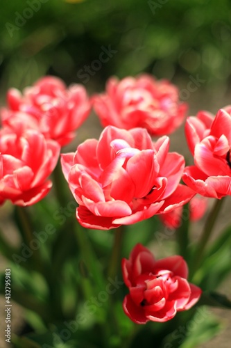 Wallpaper Mural red and white tulips Torontodigital.ca