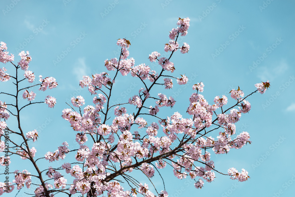 Spring time cherry blossoms. The cherry blossoms are in full bloom. Cherry blossoms in small clusters on a cherry branch Spring time cherry blossoms. The cherry blossoms are in full bloom. Cherry blossoms in small clusters on a cherry branch