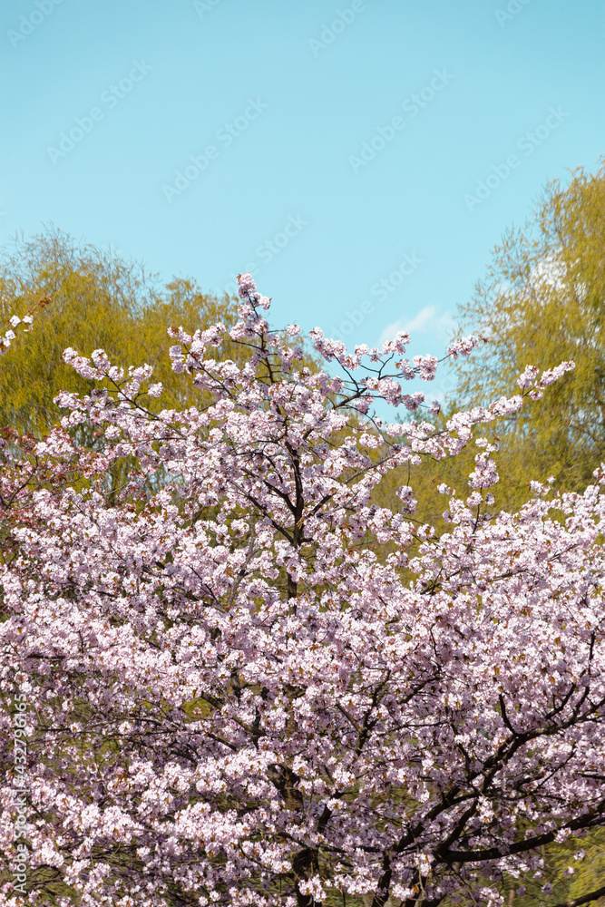 Spring time cherry blossoms. The cherry blossoms are in full bloom. Cherry blossoms in small clusters on a cherry branch