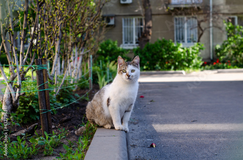 Street spotted cat walks. Yard stray cat. Abandoned pet.