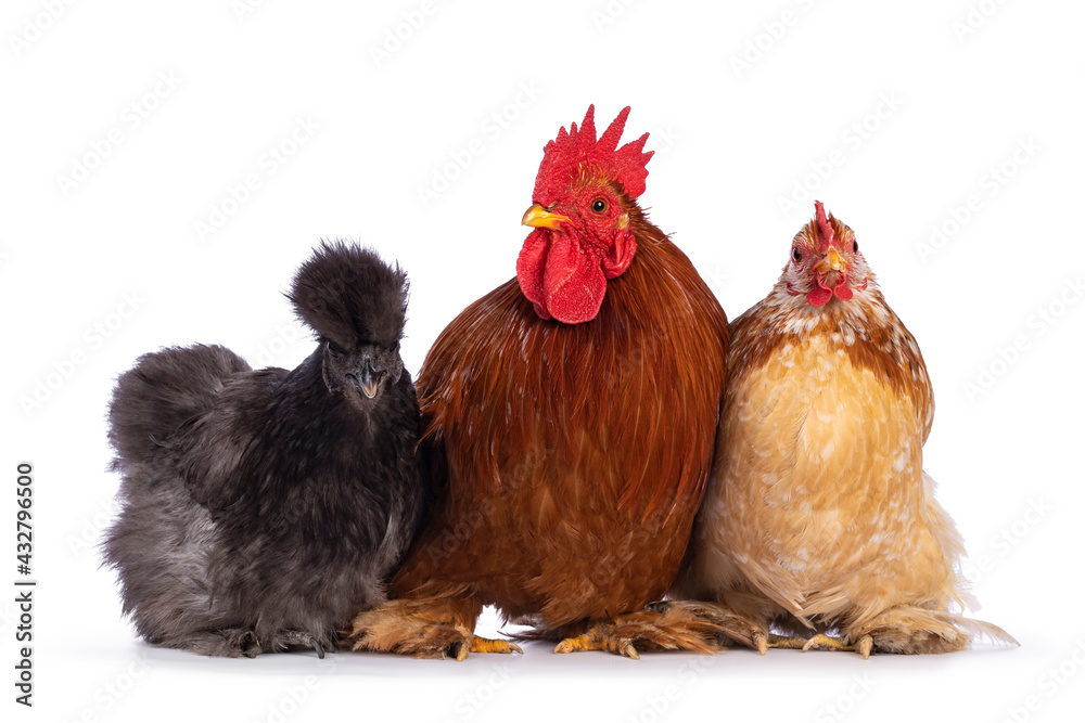Fototapeta premium Group of 3 Cochin and Silkie chickens and rooster, sitting on a row facing camera. Isolated on a white background.