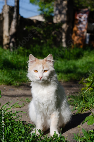 Street spotted cat walks. Yard stray cat. Abandoned pet. © Ярослав Марценюк