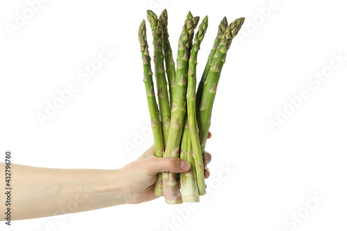 Female hand hold asparagus, isolated on white background