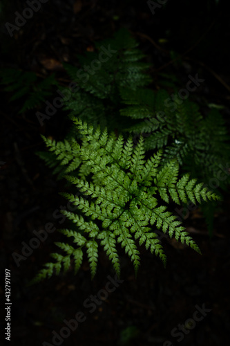 fern in the forest © cjdarbyshire
