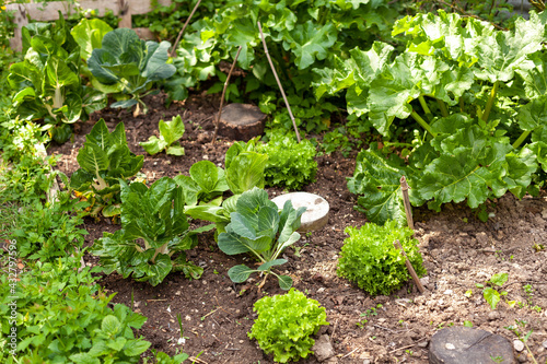 Au potager - Cultures associées de jeune plants de légumes en pleine terre : salade, choux, bette ou poirée, chicorée, rhubarbes