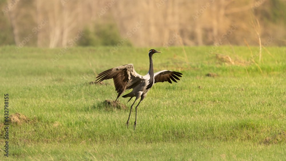 Fototapeta premium A beautiful crane opened its wings on a green meadow in a field in summer