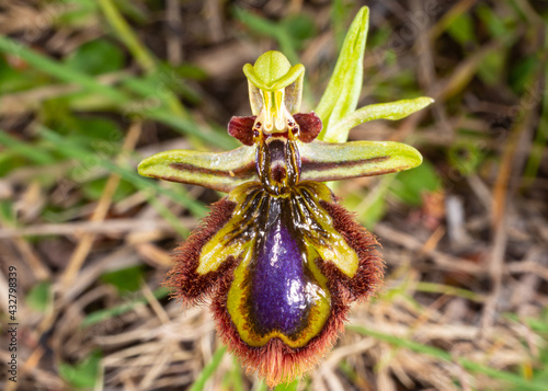 Flower of Ophrys speculum, the mirror orchid, with a shining blue, glossy lip, fringed with red-brown hairs, imitating a female wasp, on Majorca, Spain