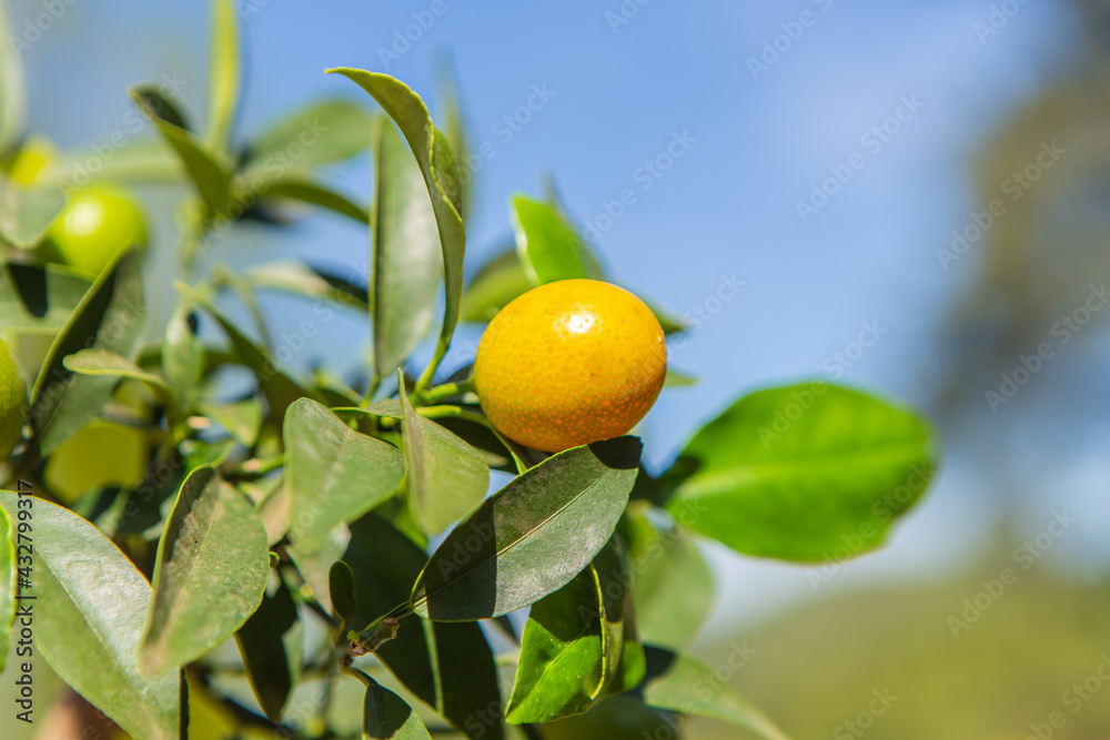 portrait of a Kumquat fruit