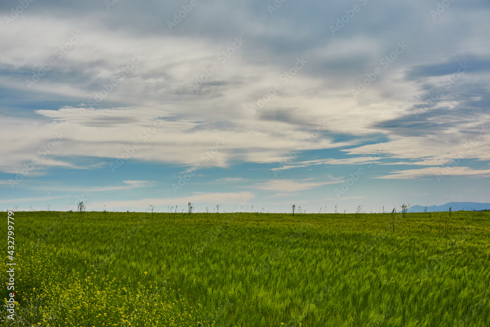 Fototapeta premium the green wheat fields of the Community of Madrid. Spain