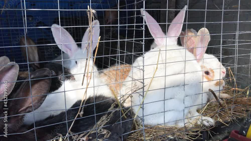 Vidéo Stock Cute rabbits in a cage. Farming, breeding rabbits for meat ...