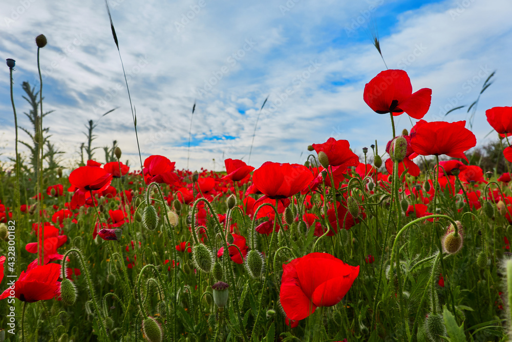 Obraz premium The red poppy flowers in the green wheat fields of the Community of Madrid. Spain