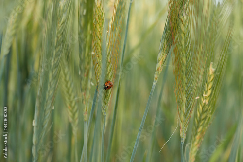 A ladybug in the green wheat fields of the Community of Madrid. Spain