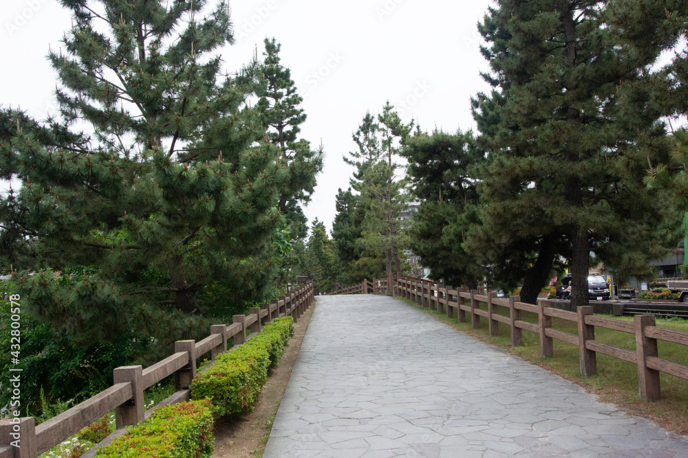 Pine tree avenue in Soka on Nikko Road