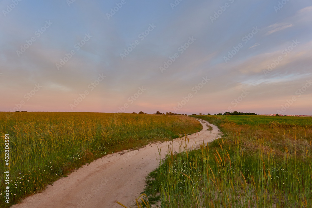 Sunset in the green wheat fields of the Community of Madrid. Spain