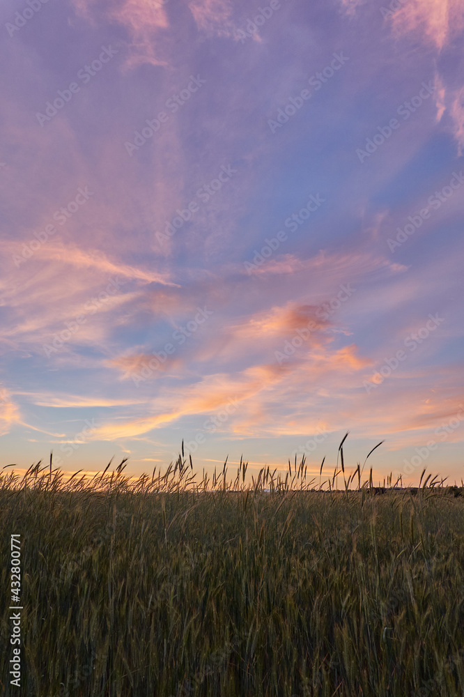 Sunset in the green wheat fields of the Community of Madrid. Spain Sunset in the green wheat fields of the Community of Madrid. Spain