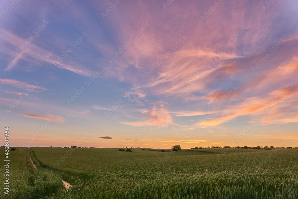 Obraz premium Sunset in the green wheat fields of the Community of Madrid. Spain
