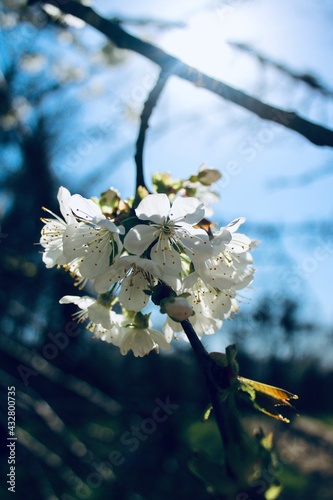 cherry tree blossom