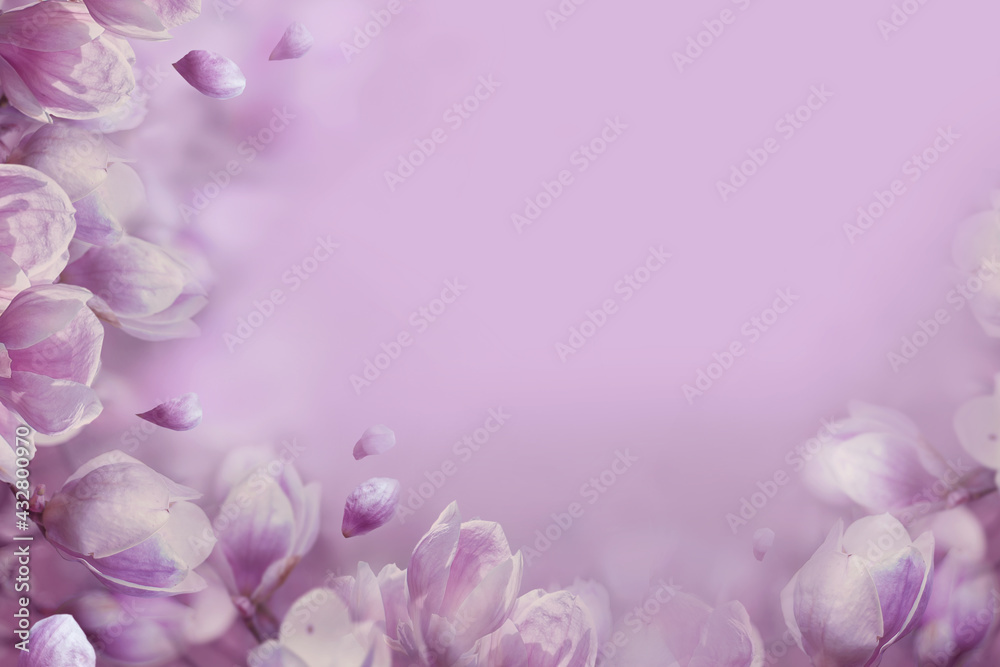 magnolia flowers, floral pink background