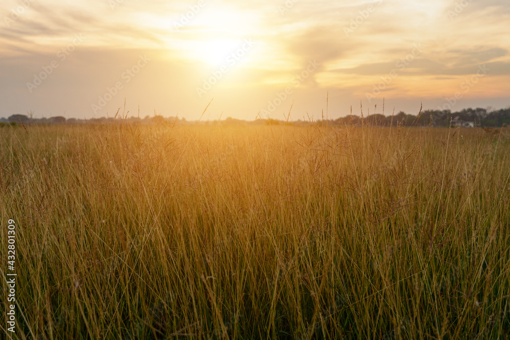 The grassland on the during sunset and cloudy The grassland on the during sunset and cloudy