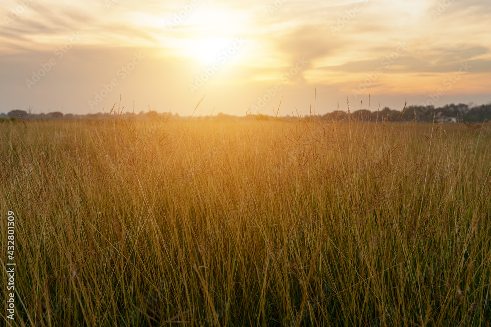 The grassland on the during sunset and cloudy