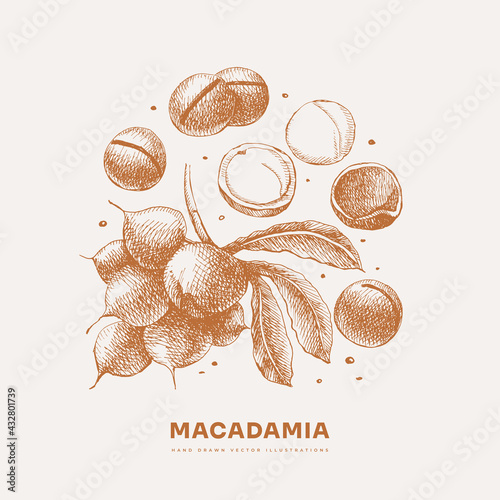 Hand-drawn Macadamia nut. Tropical fetus, open and whole. Organic food concept. It can be used as a decoration element for markets, menus, and packaging. Vintage botanical illustrations.