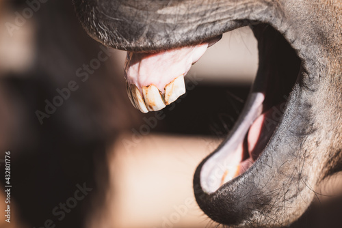 Zähne vom Pferd/Pony © Petra Fischer