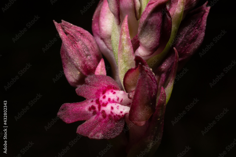 Closeup of purple flowers of Orchis coriophora ssp. fragrans, the fragrant or bug orchid, flowering in spring on Majorca, black background Closeup of purple flowers of Orchis coriophora ssp. fragrans, the fragrant or bug orchid, flowering in spring on Majorca, black background