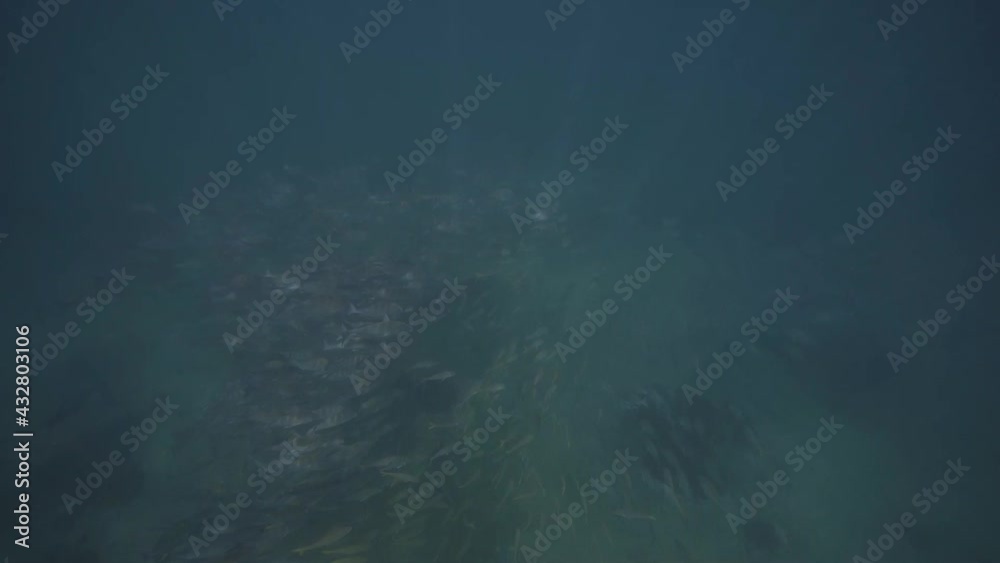 Underwater view of big school of fish in cabo pulmo marine national park baja california mexico. slow motion shot and blue water Underwater view of big school of fish in cabo pulmo marine national park baja california mexico. slow motion shot and blue water