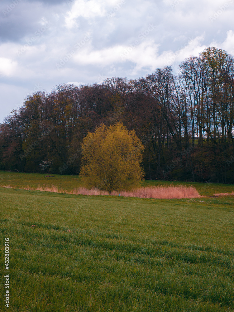 Fototapeta premium Baum allleine im Herbst