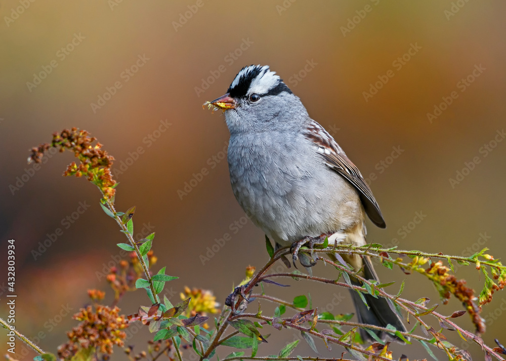 Fototapeta premium White-crowned Sparrow perched in Goldenrod