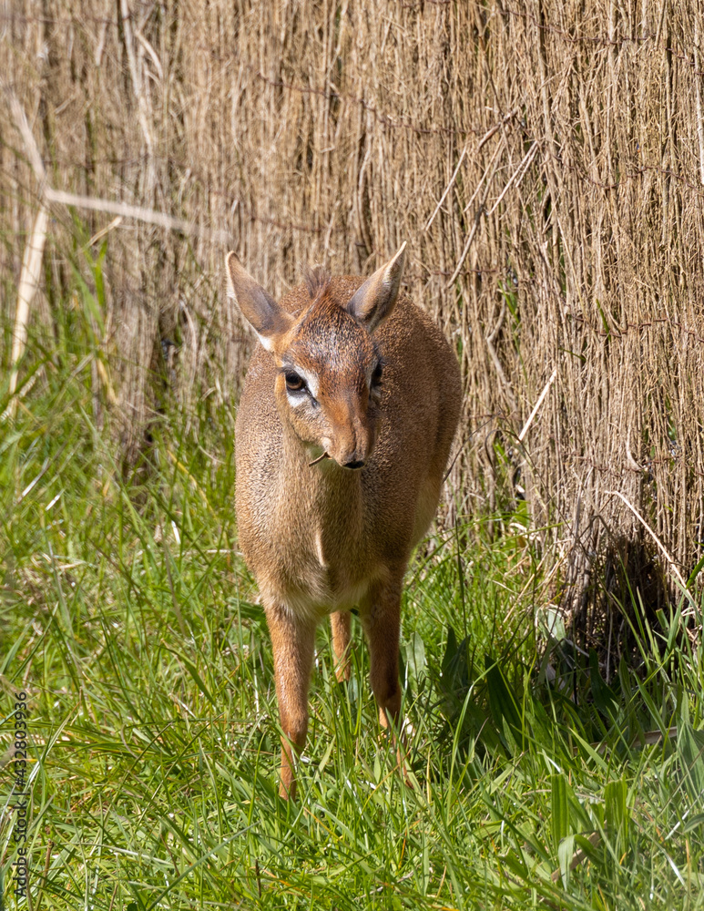 Fototapeta premium small antelope a Dik Did.