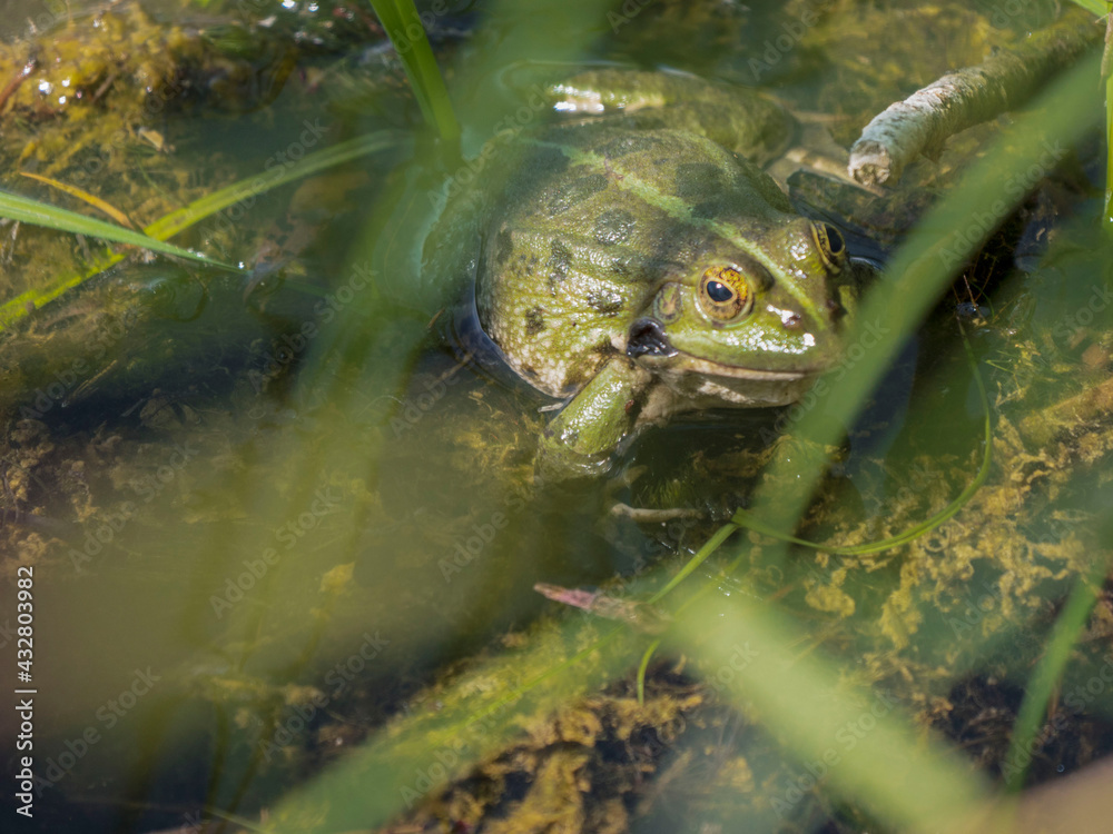 Grenouille Grenouille